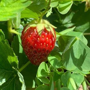 Meet your Posher, Jody